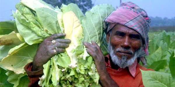 পরিবেশ ও স্বাস্থ্যঝুঁকি জেনেও লালপুরে তামাক চাষে ঝুঁকছেন কৃষক